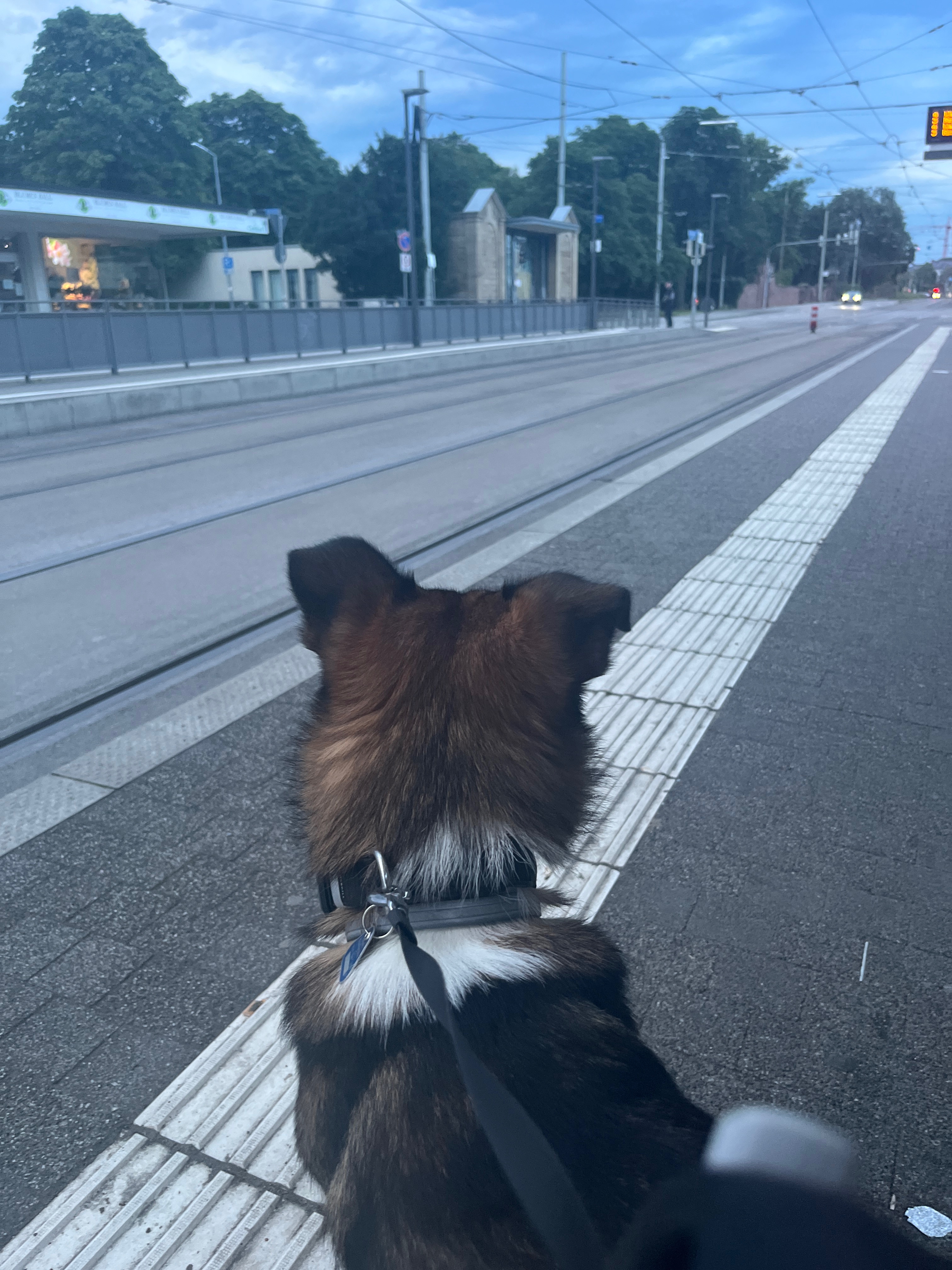 Bonsais wartet